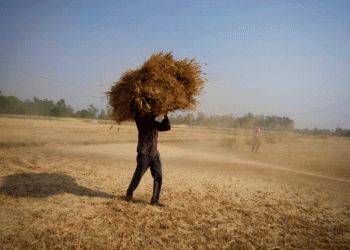 Heatwaves and Drought Push China to Boost Wheat Imports – What It Means for Global Agriculture
