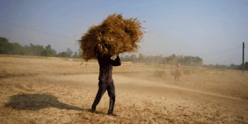 Heatwaves and Drought Push China to Boost Wheat Imports – What It Means for Global Agriculture