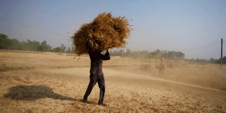 Heatwaves and Drought Push China to Boost Wheat Imports – What It Means for Global Agriculture