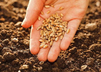 Wheat Harvest Forecast Rises Despite Frost Concerns: What Farmers and Agronomists Need to Know