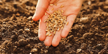 Wheat Harvest Forecast Rises Despite Frost Concerns: What Farmers and Agronomists Need to Know