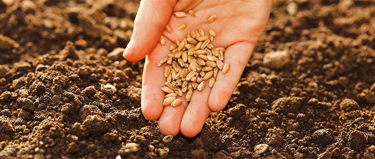 Wheat Harvest Forecast Rises Despite Frost Concerns: What Farmers and Agronomists Need to Know