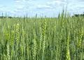 Rostov Targets 10 Million Tons of Wheat in 2025: Can Monitoring Ensure Quality and Yield?