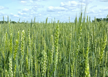 Rostov Targets 10 Million Tons of Wheat in 2025: Can Monitoring Ensure Quality and Yield?