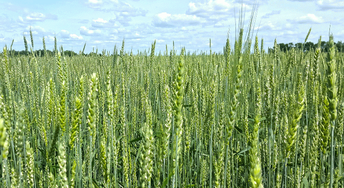 Rostov Targets 10 Million Tons of Wheat in 2025: Can Monitoring Ensure Quality and Yield?