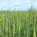 Rostov Targets 10 Million Tons of Wheat in 2025: Can Monitoring Ensure Quality and Yield?