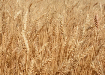 Illinois Farmers Unite: Wheat Checkoff Program Set to Boost State’s Wheat Industry