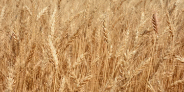 Illinois Farmers Unite: Wheat Checkoff Program Set to Boost State’s Wheat Industry