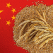 China’s Drastic Grain Import Drop: What It Means for Global Agriculture