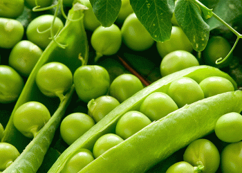 Tatarstan Expands Agricultural Exports: Oats and Peas Now Heading to China