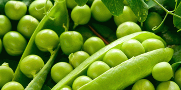 Tatarstan Expands Agricultural Exports: Oats and Peas Now Heading to China