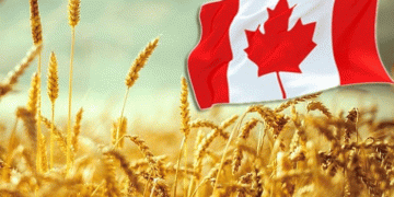 Canada’s Wheat Production Set to Rise in 2025-26: What It Means for Global Markets