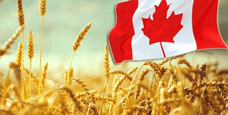 Canada’s Wheat Production Set to Rise in 2025-26: What It Means for Global Markets