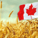 Canada’s Wheat Production Set to Rise in 2025-26: What It Means for Global Markets