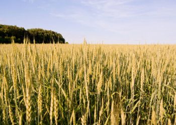 Wheat and Rapeseed Planting Completed in Transbaikalia: Key Insights for Modern Agriculture