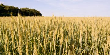 Wheat and Rapeseed Planting Completed in Transbaikalia: Key Insights for Modern Agriculture