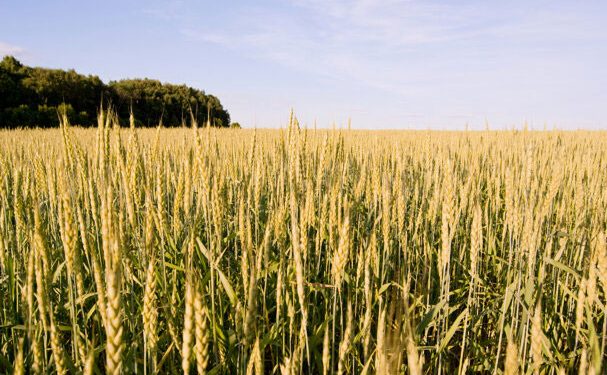 Wheat and Rapeseed Planting Completed in Transbaikalia: Key Insights for Modern Agriculture