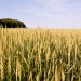 Wheat and Rapeseed Planting Completed in Transbaikalia: Key Insights for Modern Agriculture