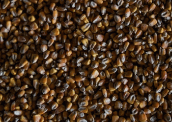 Unregistered Corn Seeds in Volgograd: Risks for Farmers and the Agriculture Sector