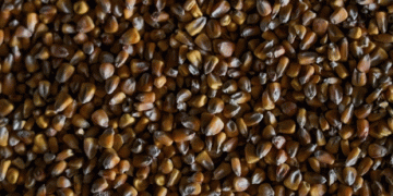 Unregistered Corn Seeds in Volgograd: Risks for Farmers and the Agriculture Sector