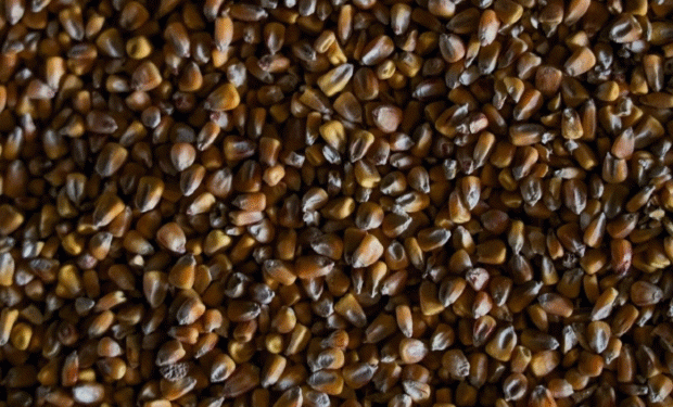 Unregistered Corn Seeds in Volgograd: Risks for Farmers and the Agriculture Sector