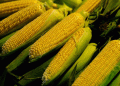 Title: “China’s Corn Craze: Russia’s Agricultural Export Boom and What It Means for Global Trade”