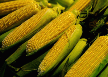 Title: “China’s Corn Craze: Russia’s Agricultural Export Boom and What It Means for Global Trade”