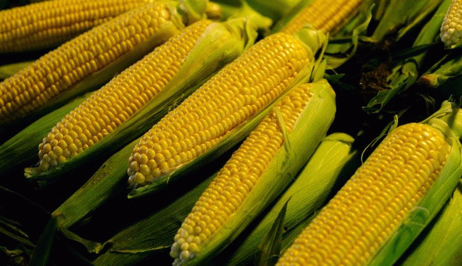 Title: “China’s Corn Craze: Russia’s Agricultural Export Boom and What It Means for Global Trade”