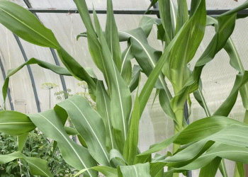 Corn Returns to Komi: Climate Change Opens New Doors for Northern Agriculture