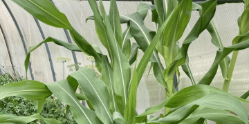 Corn Returns to Komi: Climate Change Opens New Doors for Northern Agriculture