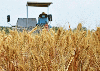 China’s ‘Three Summers’ Wheat Harvest Wraps Up: Key Insights for Modern Agriculture