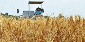China’s ‘Three Summers’ Wheat Harvest Wraps Up: Key Insights for Modern Agriculture