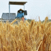 China’s ‘Three Summers’ Wheat Harvest Wraps Up: Key Insights for Modern Agriculture