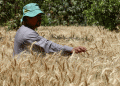 Egypt’s Wheat Procurement Falls Short: Implications for Farmers and Global Markets
