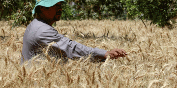 Egypt’s Wheat Procurement Falls Short: Implications for Farmers and Global Markets