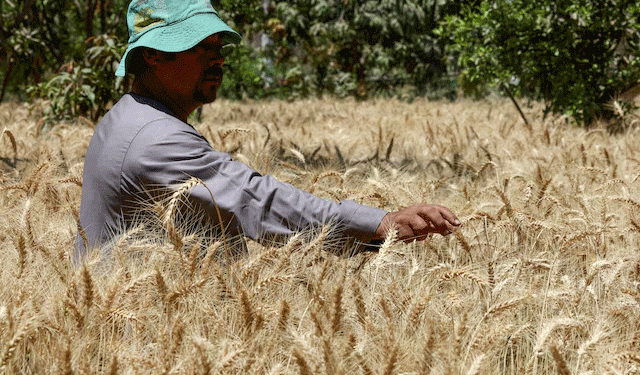 Egypt’s Wheat Procurement Falls Short: Implications for Farmers and Global Markets