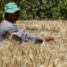 Egypt’s Wheat Procurement Falls Short: Implications for Farmers and Global Markets