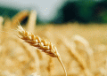 Russia’s Wheat Paradox: Record Harvest Forecast Amid Severe Regional Droughts