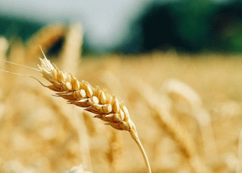 Russia’s Wheat Paradox: Record Harvest Forecast Amid Severe Regional Droughts