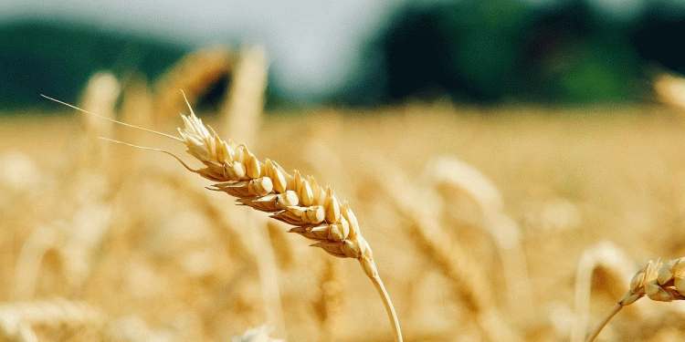 Russia’s Wheat Paradox: Record Harvest Forecast Amid Severe Regional Droughts