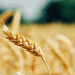 Russia’s Wheat Paradox: Record Harvest Forecast Amid Severe Regional Droughts