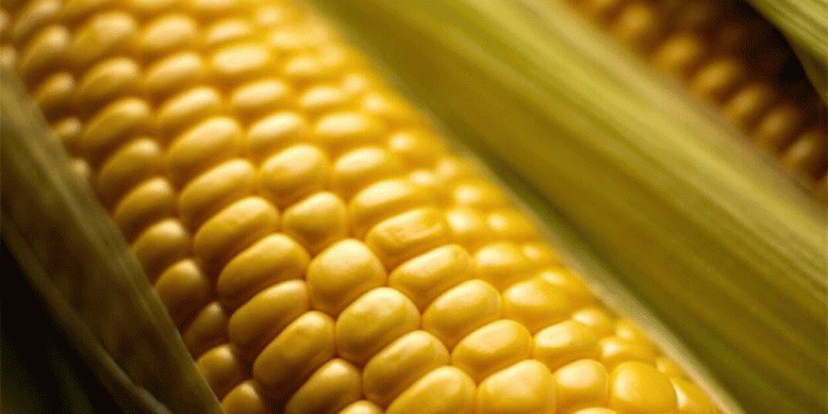 No-Till Farming in Spain: How Farmers Are Saving Soil, Cutting Costs, and Boosting Sustainability in Corn Production