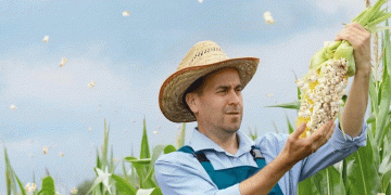 Brazil’s Corn Boom: Record Harvest Forecast Amid Weather Challenges