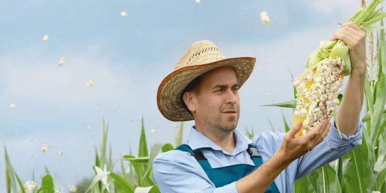 Brazil’s Corn Boom: Record Harvest Forecast Amid Weather Challenges