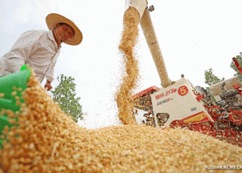 China’s Summer Wheat Harvest: Key Trends, Challenges, and Global Implications