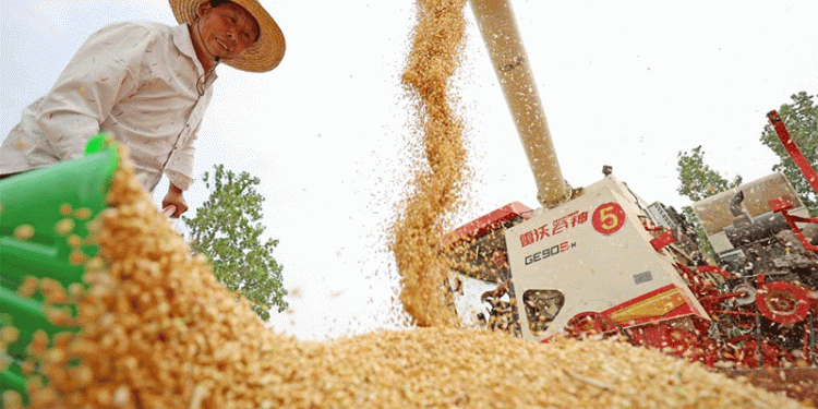 China’s Summer Wheat Harvest: Key Trends, Challenges, and Global Implications