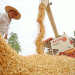 China’s Summer Wheat Harvest: Key Trends, Challenges, and Global Implications