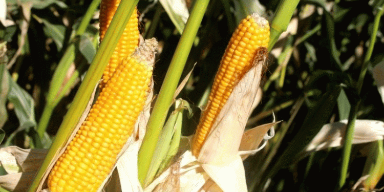 Field Day in Ussuriysk: High-Yield Corn Hybrids and Soybean Varieties Take Center Stage