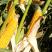 Field Day in Ussuriysk: High-Yield Corn Hybrids and Soybean Varieties Take Center Stage