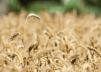 Krasnodar Kicks Off Early Harvest Amid Drought Challenges: Can Farmers Secure Another Record Yield?